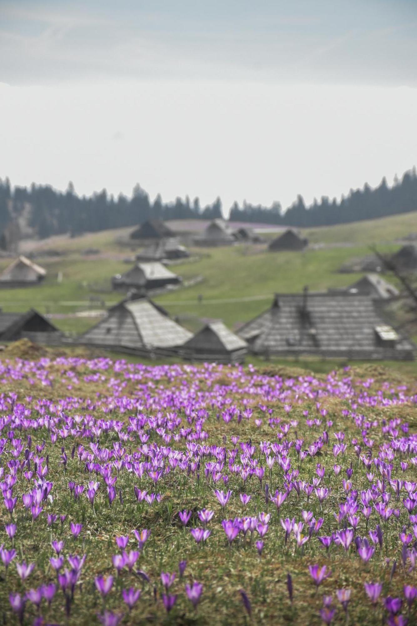 Velika Planina - Chalet Stane - Alps Стаховиця Екстер'єр фото
