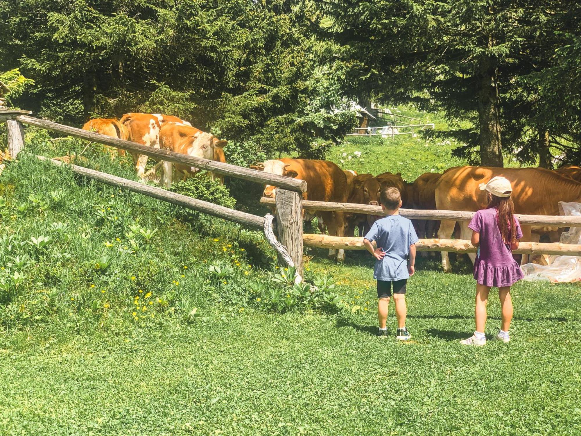 Velika Planina - Chalet Stane - Alps Стаховиця Екстер'єр фото